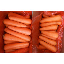 Orgaic Wholesale Supplies Fresh Carrot, Carrot From China